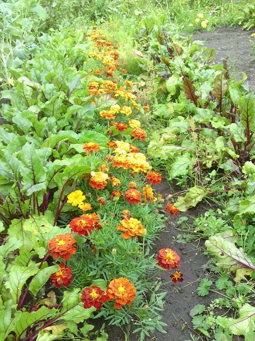 marigold and beetroot